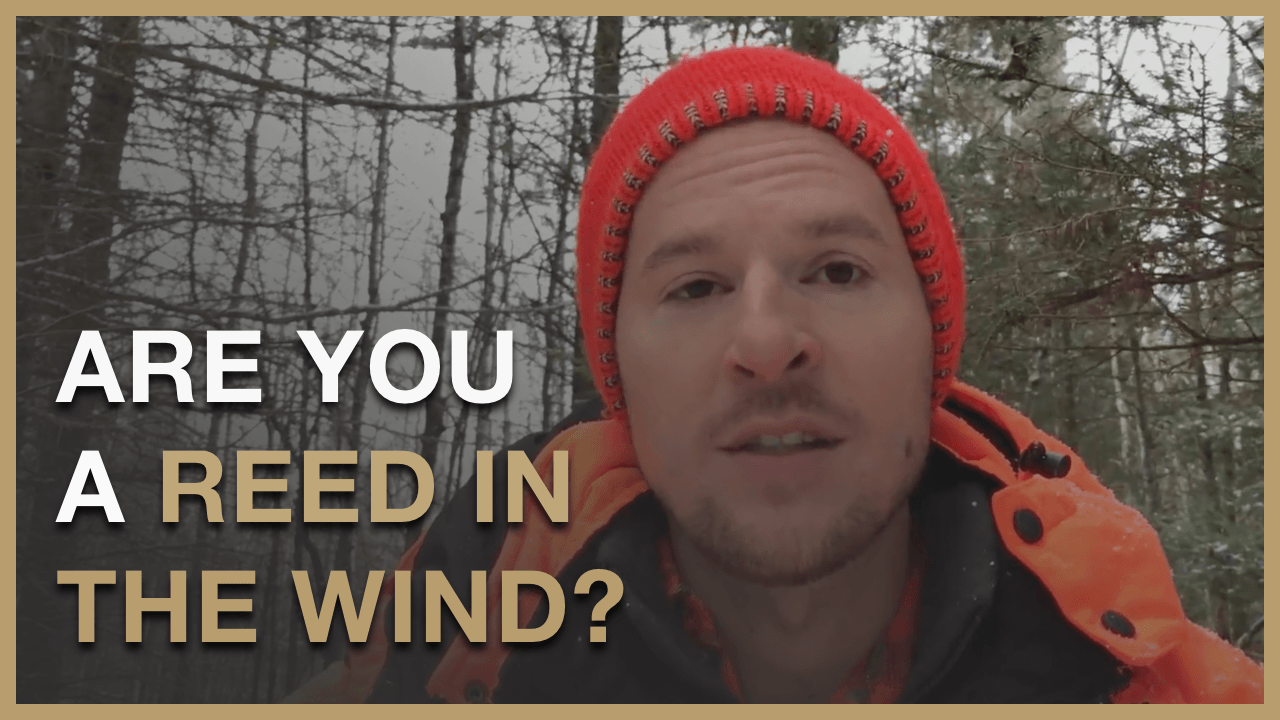 You are currently viewing Lifestyle Creation : How to Never Be a Reed in The Wind